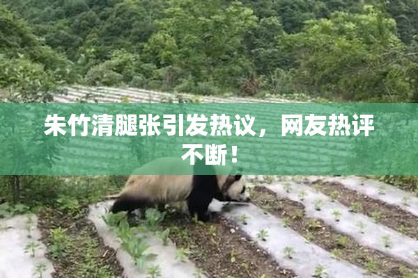 朱竹清腿张引发热议，网友热评不断！