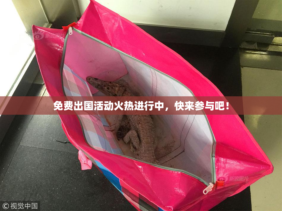 免费出国活动火热进行中，快来参与吧！