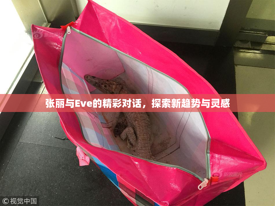 张丽与Eve的精彩对话，探索新趋势与灵感