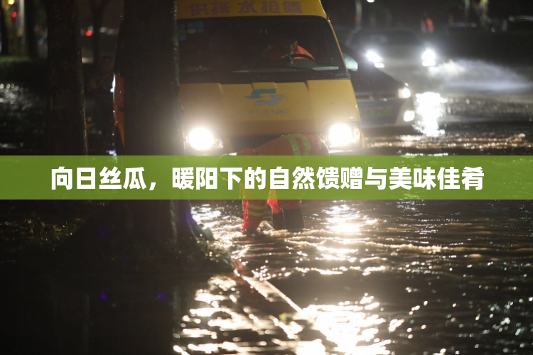 向日丝瓜，暖阳下的自然馈赠与美味佳肴
