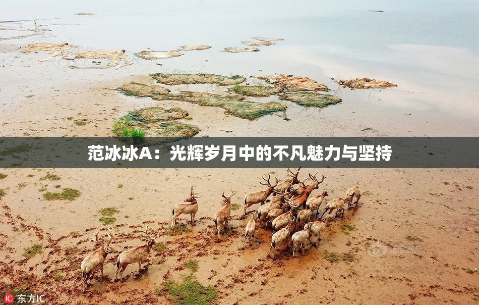 范冰冰A：光辉岁月中的不凡魅力与坚持
