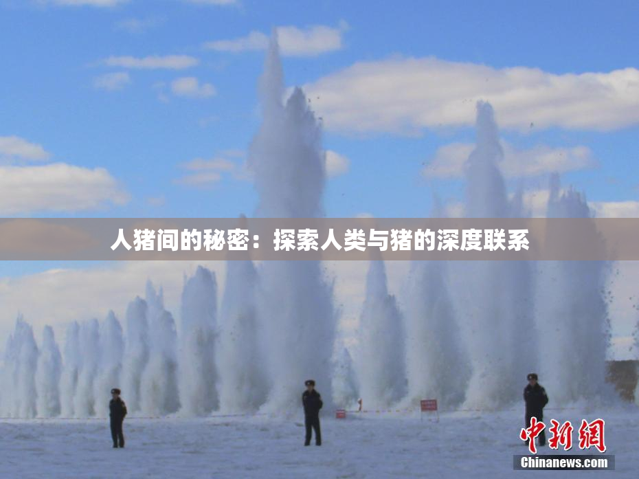 人猪间的秘密：探索人类与猪的深度联系