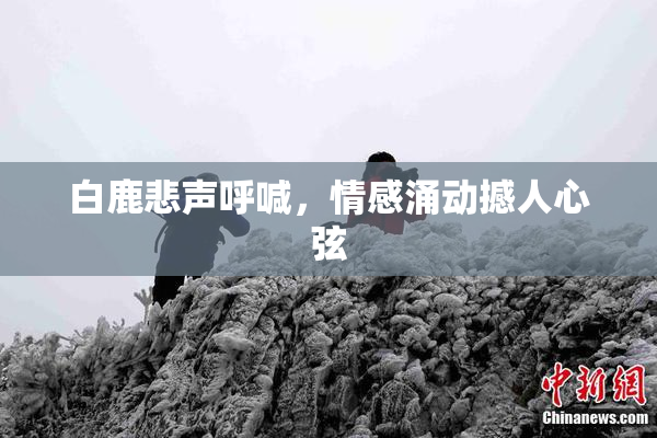 白鹿悲声呼喊，情感涌动撼人心弦