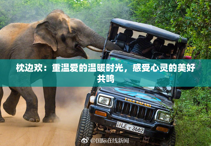 枕边欢：重温爱的温暖时光，感受心灵的美好共鸣