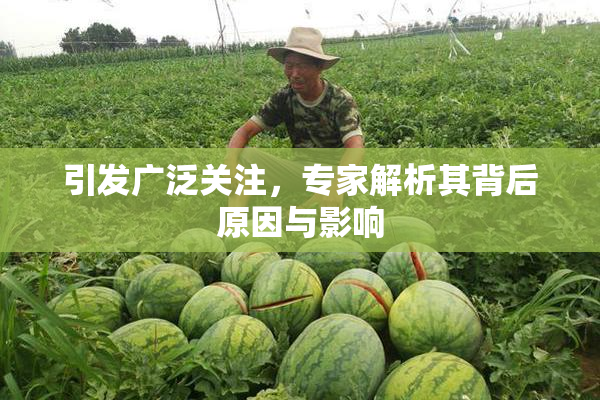 引发广泛关注，专家解析其背后原因与影响