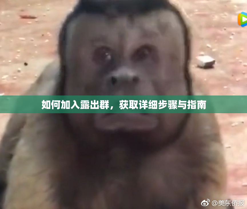 如何加入露出群，获取详细步骤与指南