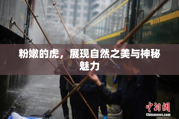粉嫩的虎，展现自然之美与神秘魅力