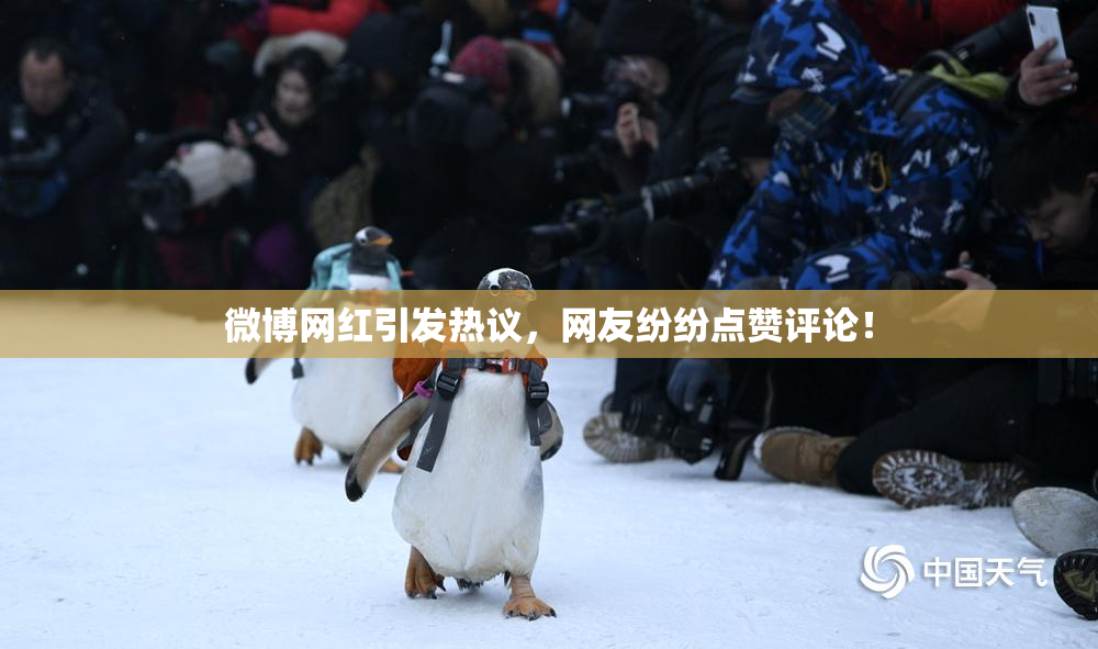 微博网红引发热议，网友纷纷点赞评论！
