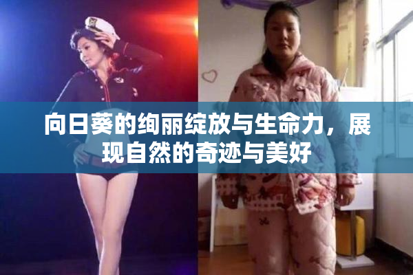 向日葵的绚丽绽放与生命力，展现自然的奇迹与美好