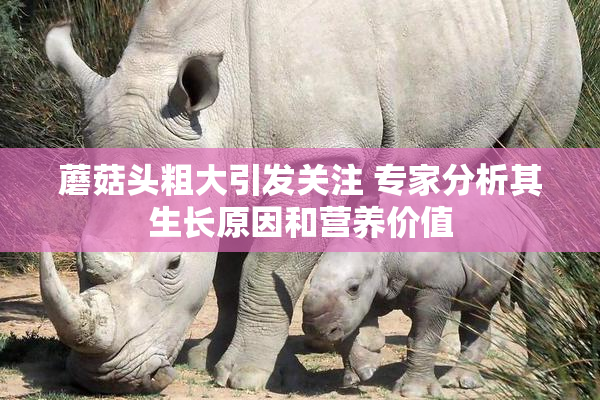 蘑菇头粗大引发关注 专家分析其生长原因和营养价值