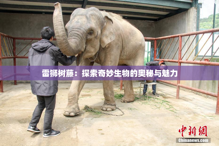 雷狮树藤：探索奇妙生物的奥秘与魅力