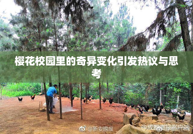 樱花校园里的奇异变化引发热议与思考
