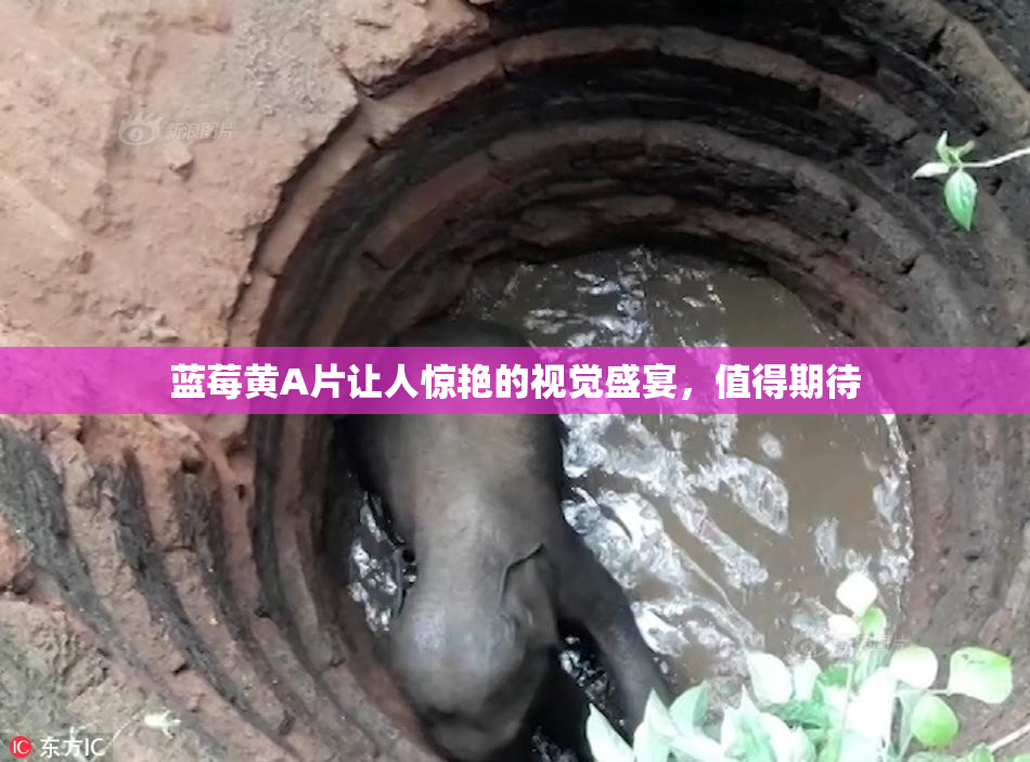 蓝莓黄A片让人惊艳的视觉盛宴，值得期待