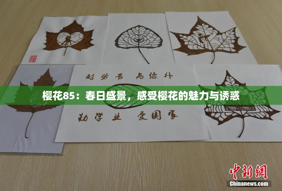 樱花85：春日盛景，感受樱花的魅力与诱惑