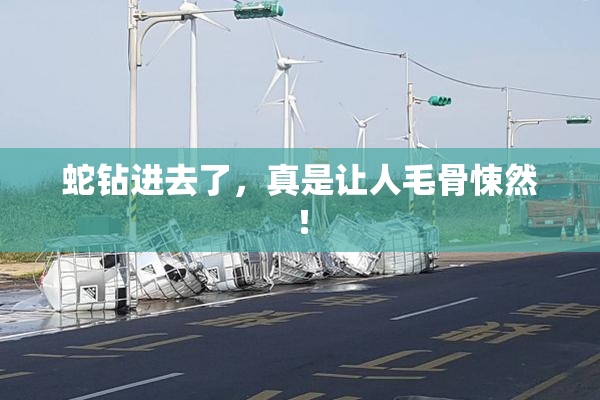 蛇钻进去了，真是让人毛骨悚然！