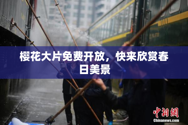 樱花大片免费开放，快来欣赏春日美景