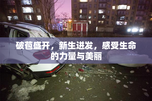 破苞盛开，新生迸发，感受生命的力量与美丽