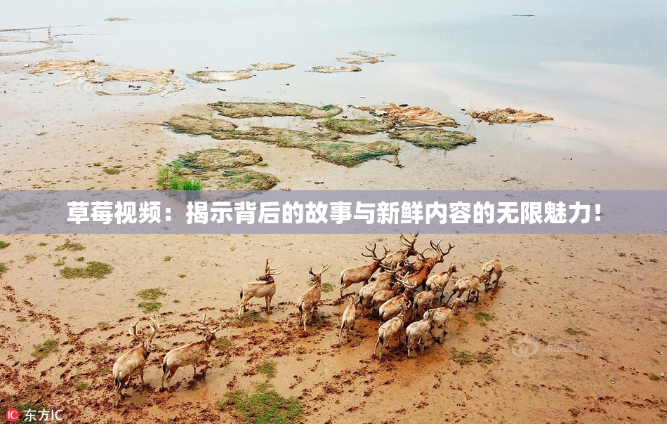 草莓视频：揭示背后的故事与新鲜内容的无限魅力！