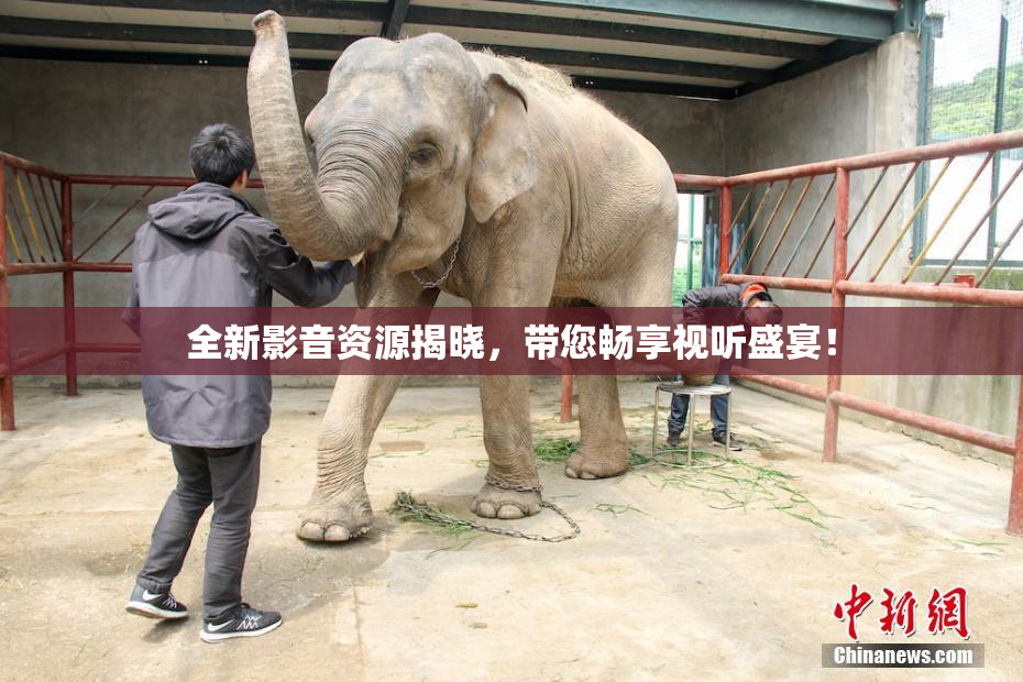 全新影音资源揭晓，带您畅享视听盛宴！