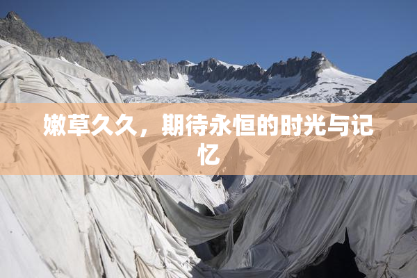 嫩草久久，期待永恒的时光与记忆