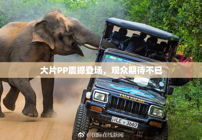 大片PP震撼登场，观众期待不已