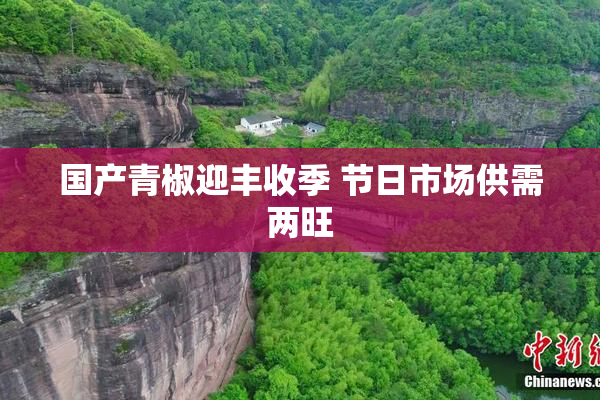 国产青椒迎丰收季 节日市场供需两旺