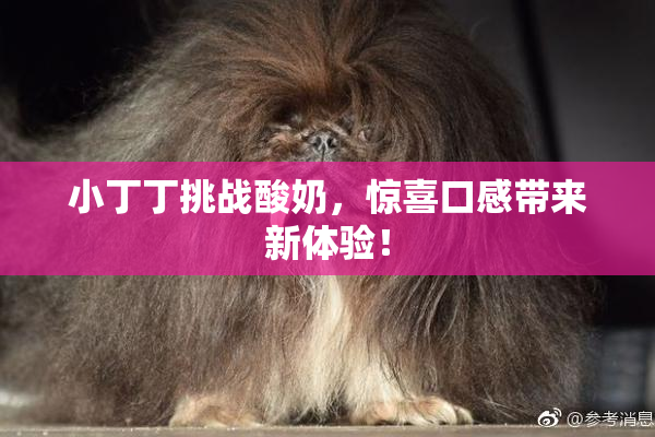 小丁丁挑战酸奶，惊喜口感带来新体验！