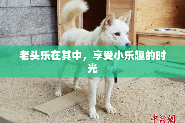 老头乐在其中，享受小乐趣的时光