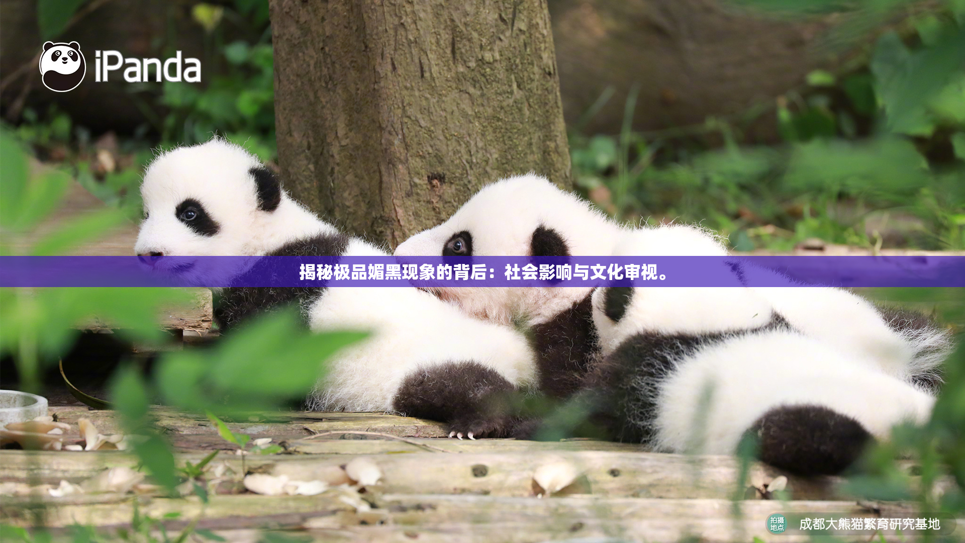 揭秘极品媚黑现象的背后：社会影响与文化审视。