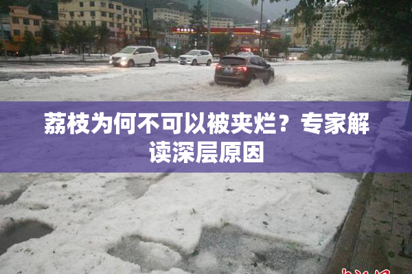 荔枝为何不可以被夹烂？专家解读深层原因