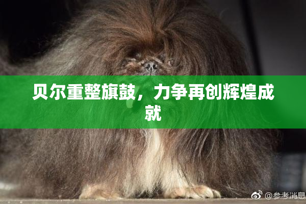 贝尔重整旗鼓，力争再创辉煌成就