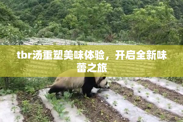 tbr汤重塑美味体验，开启全新味蕾之旅