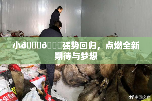 小🐔🐔强势回归，点燃全新期待与梦想