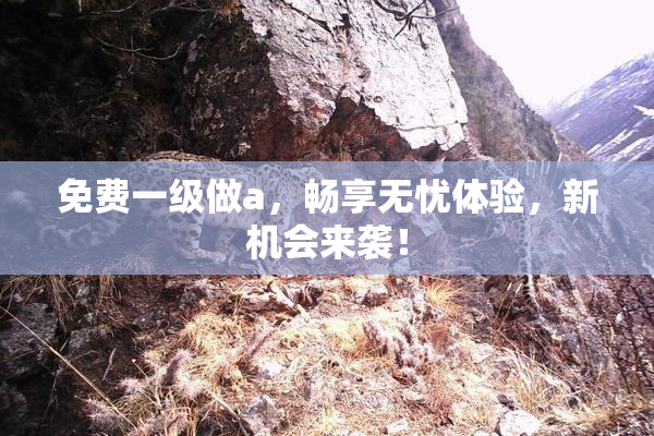 免费一级做a，畅享无忧体验，新机会来袭！