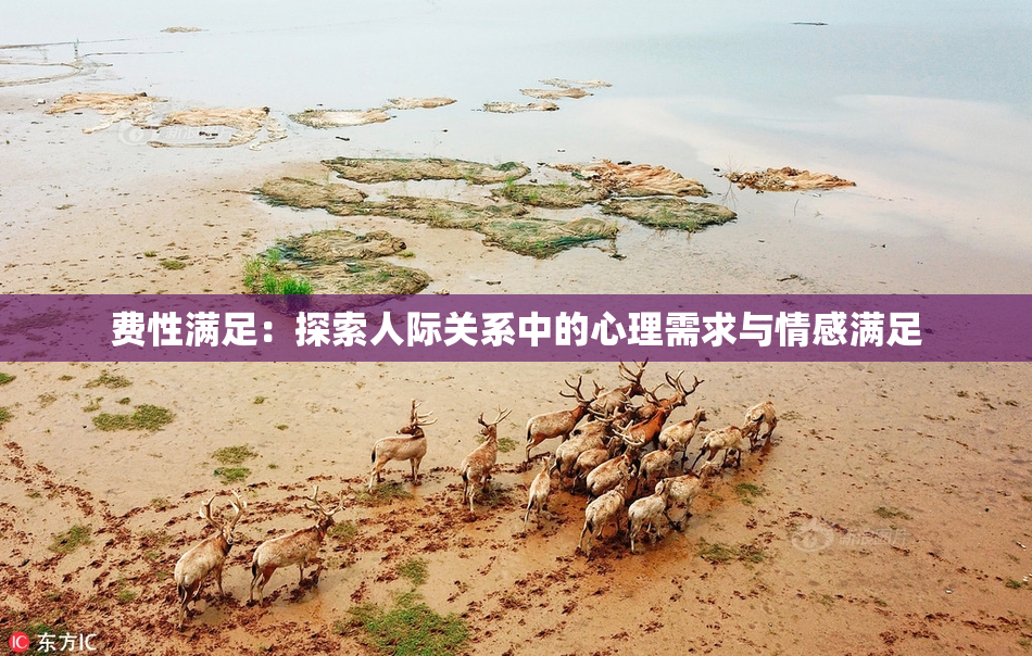 费性满足：探索人际关系中的心理需求与情感满足