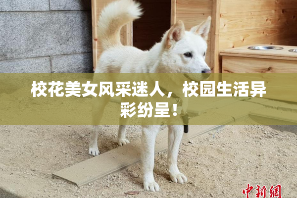 校花美女风采迷人，校园生活异彩纷呈！