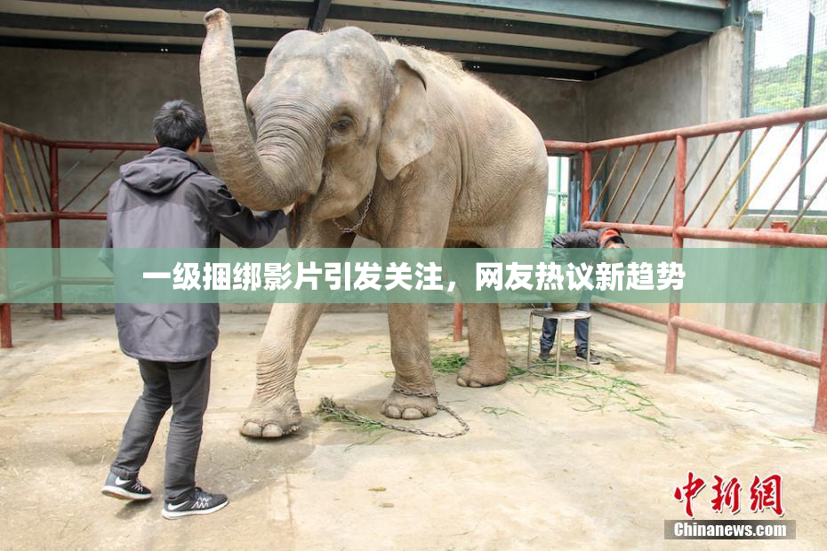 一级捆绑影片引发关注，网友热议新趋势