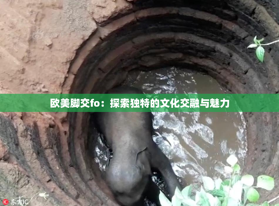 欧美脚交fo：探索独特的文化交融与魅力