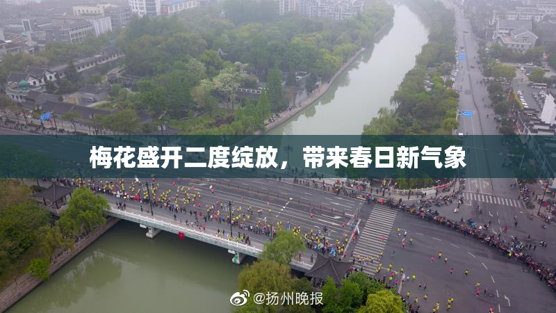 梅花盛开二度绽放，带来春日新气象