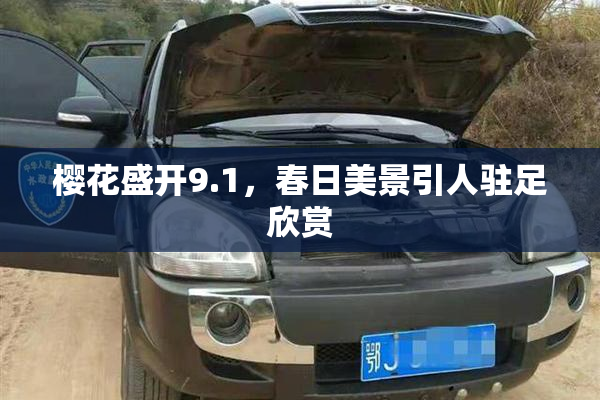 樱花盛开9.1，春日美景引人驻足欣赏