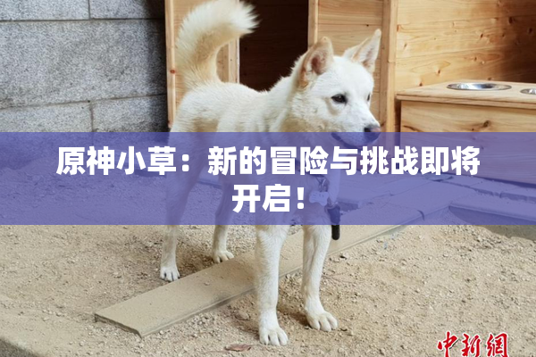 原神小草：新的冒险与挑战即将开启！
