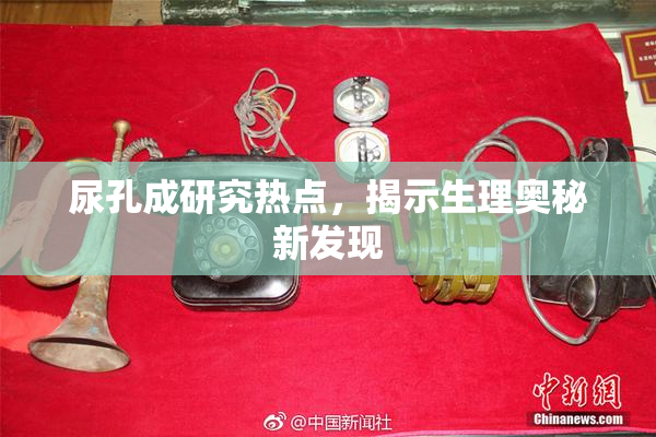 尿孔成研究热点，揭示生理奥秘新发现