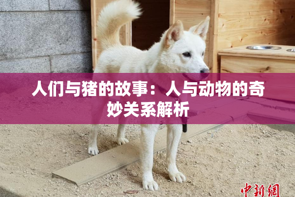 人们与猪的故事：人与动物的奇妙关系解析
