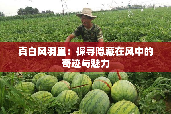 真白风羽里：探寻隐藏在风中的奇迹与魅力
