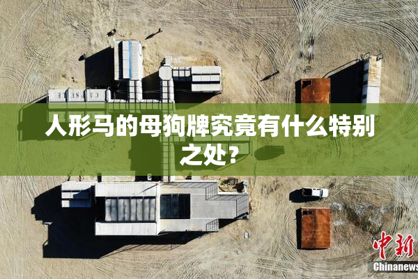 人形马的母狗牌究竟有什么特别之处？