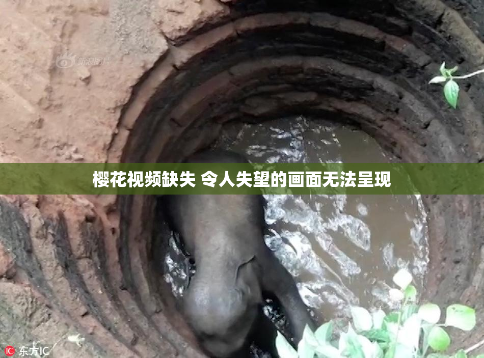 樱花视频缺失 令人失望的画面无法呈现