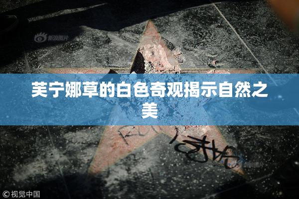 芙宁娜草的白色奇观揭示自然之美