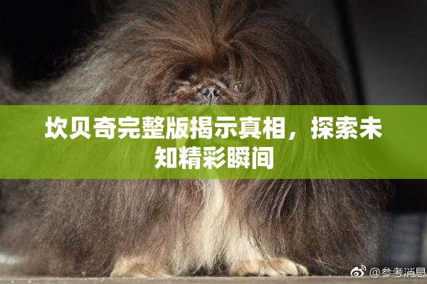 坎贝奇完整版揭示真相，探索未知精彩瞬间