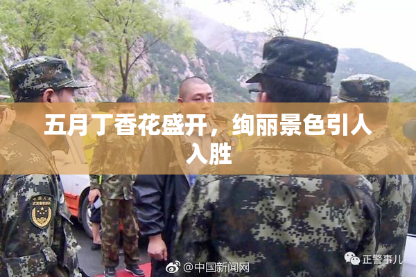 五月丁香花盛开，绚丽景色引人入胜