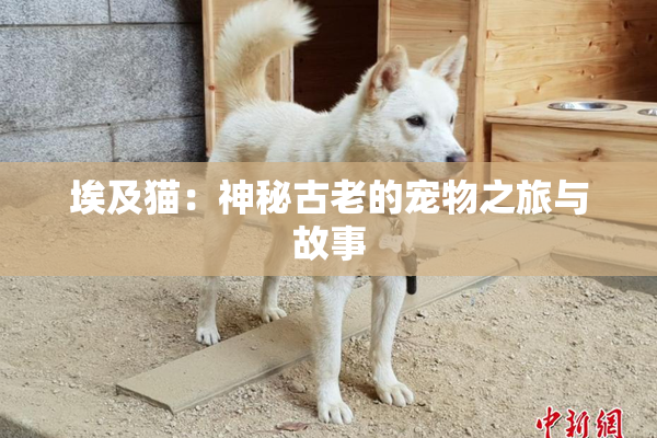 埃及猫：神秘古老的宠物之旅与故事